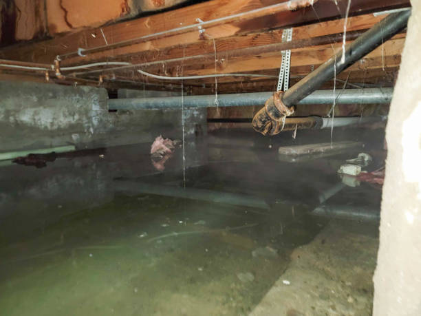Best Water damage restoration company  in Erath, LA